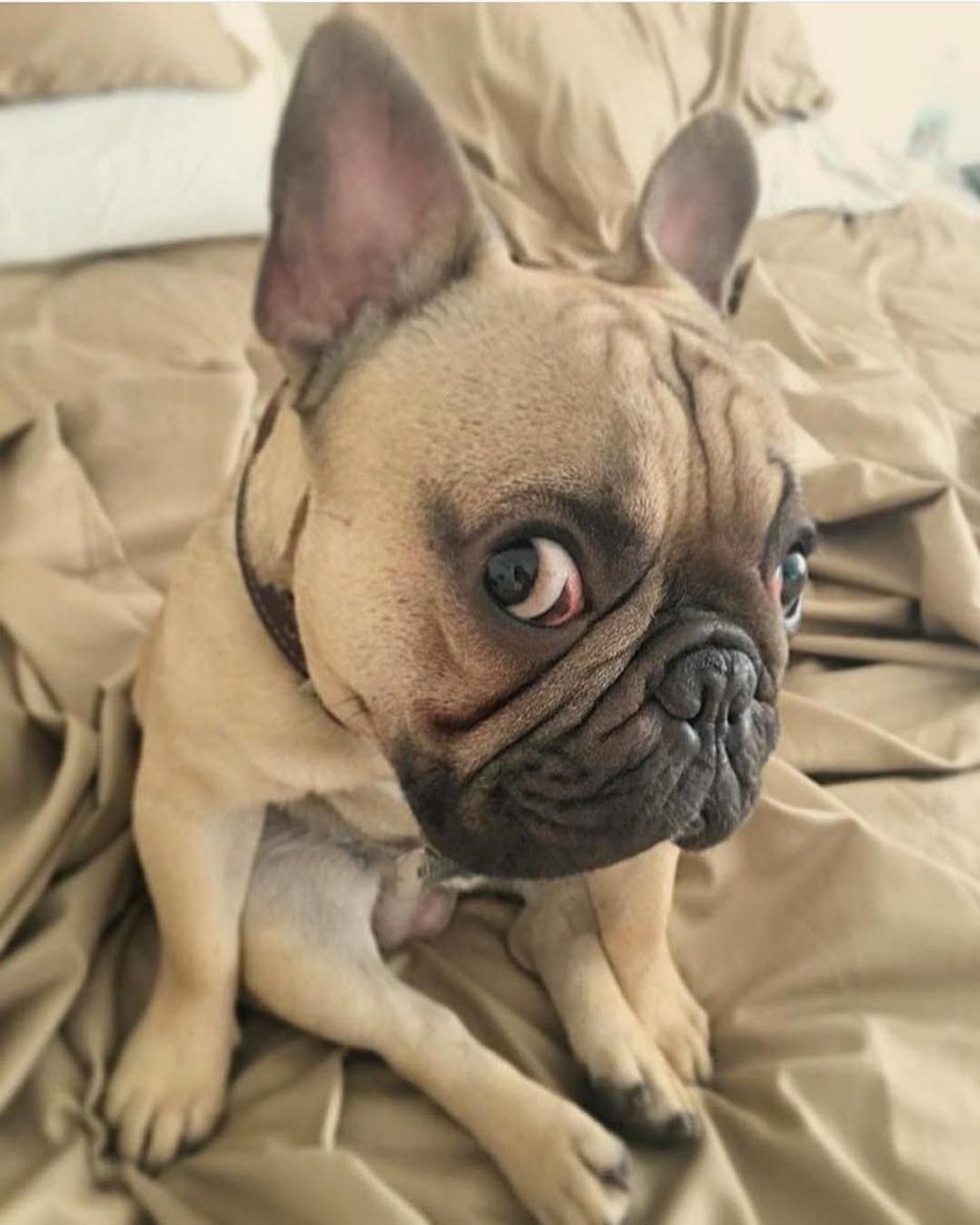 Смешные бульдожки французские