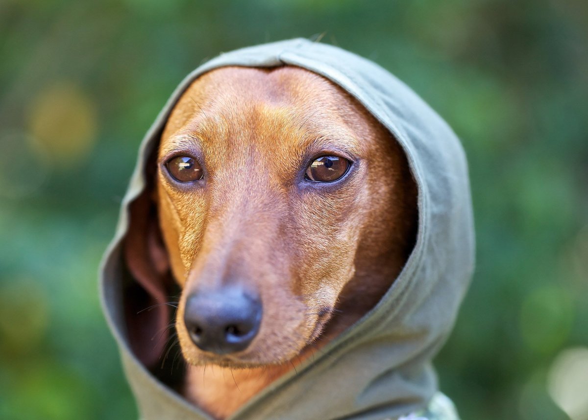 Собачка пародия кавалер