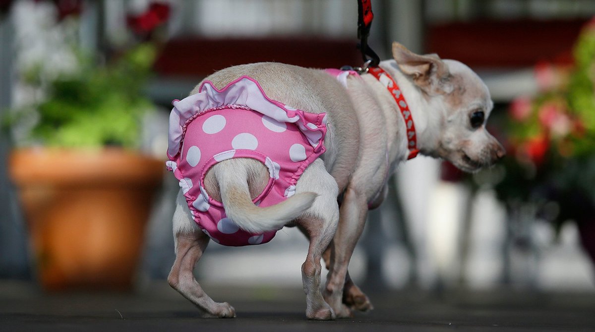 Пародия собак