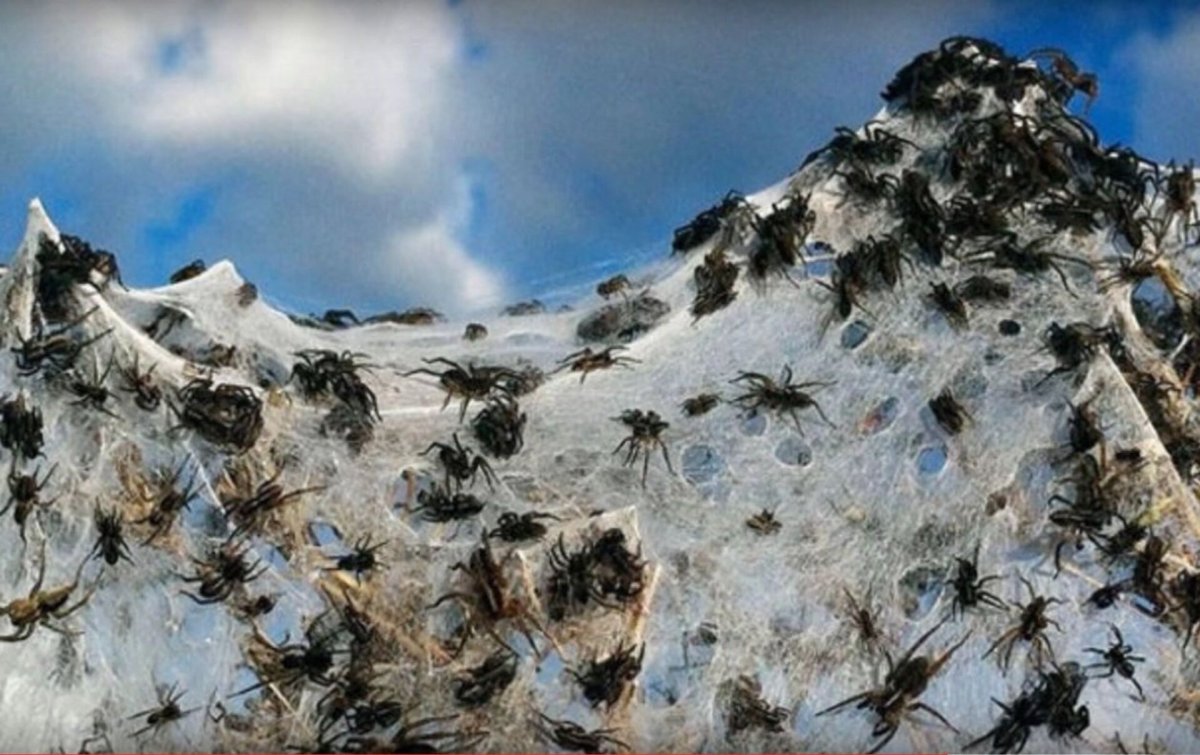Австралийская фауна насекомые
