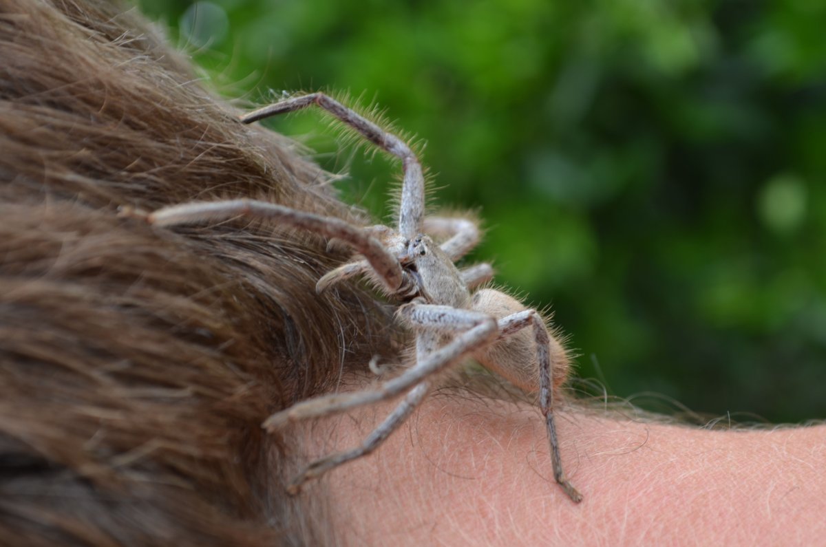 Летучие пауки Австралия