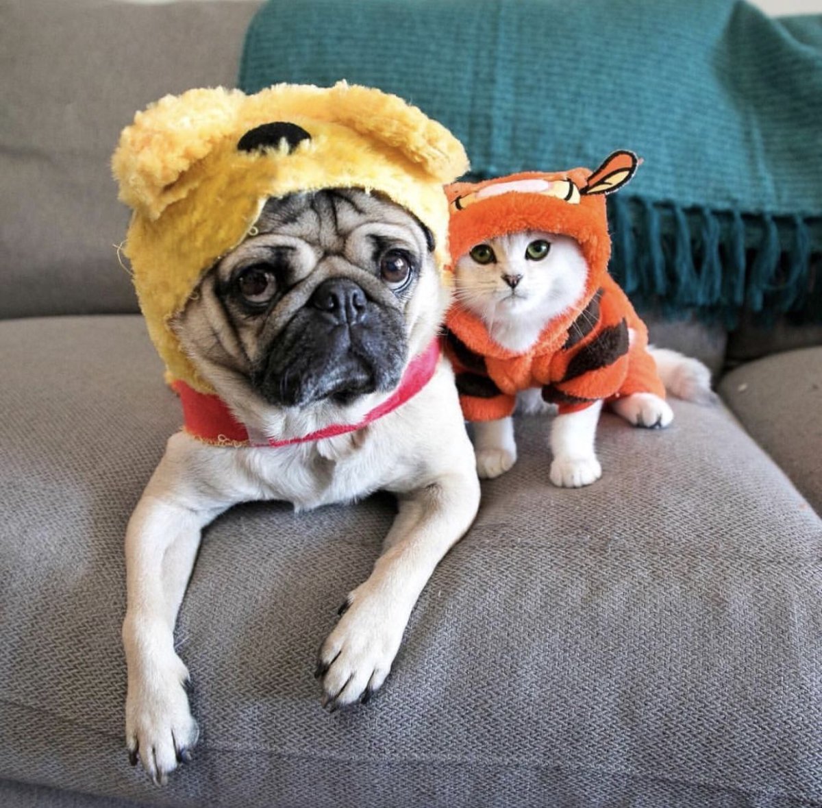 Мопс и кошка