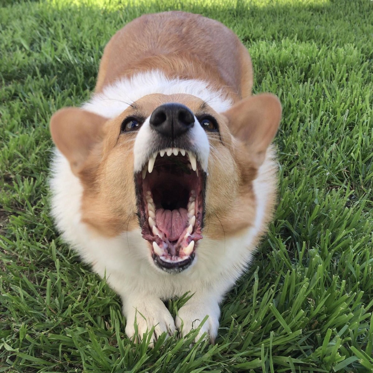 Таня Брандт собака Сова