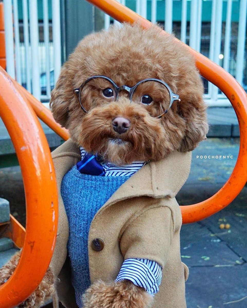 Голландская овчарка Квазимодо