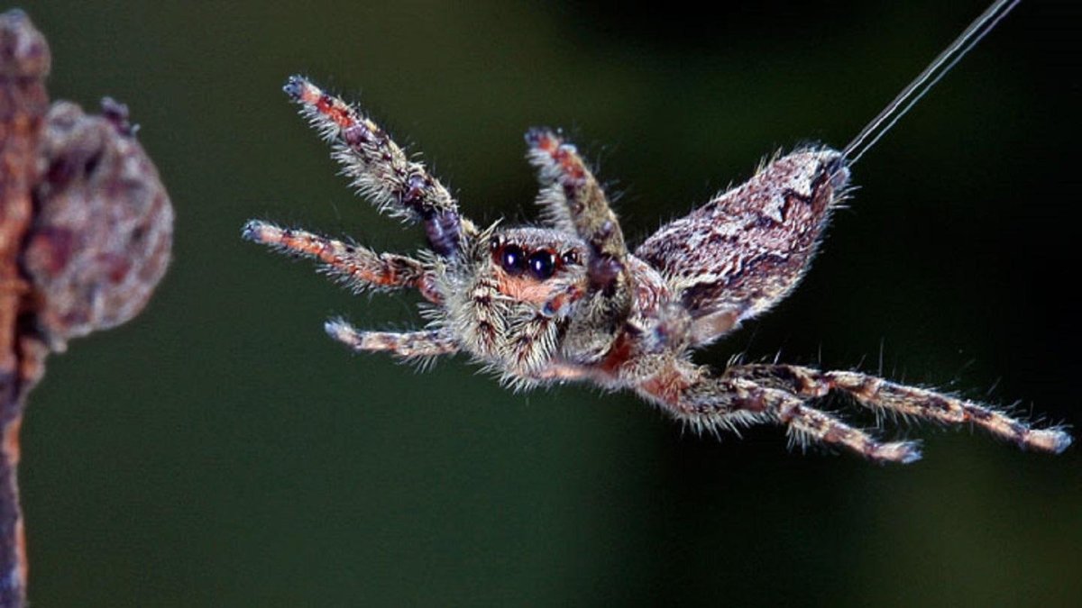 Паук бокоход на паутине