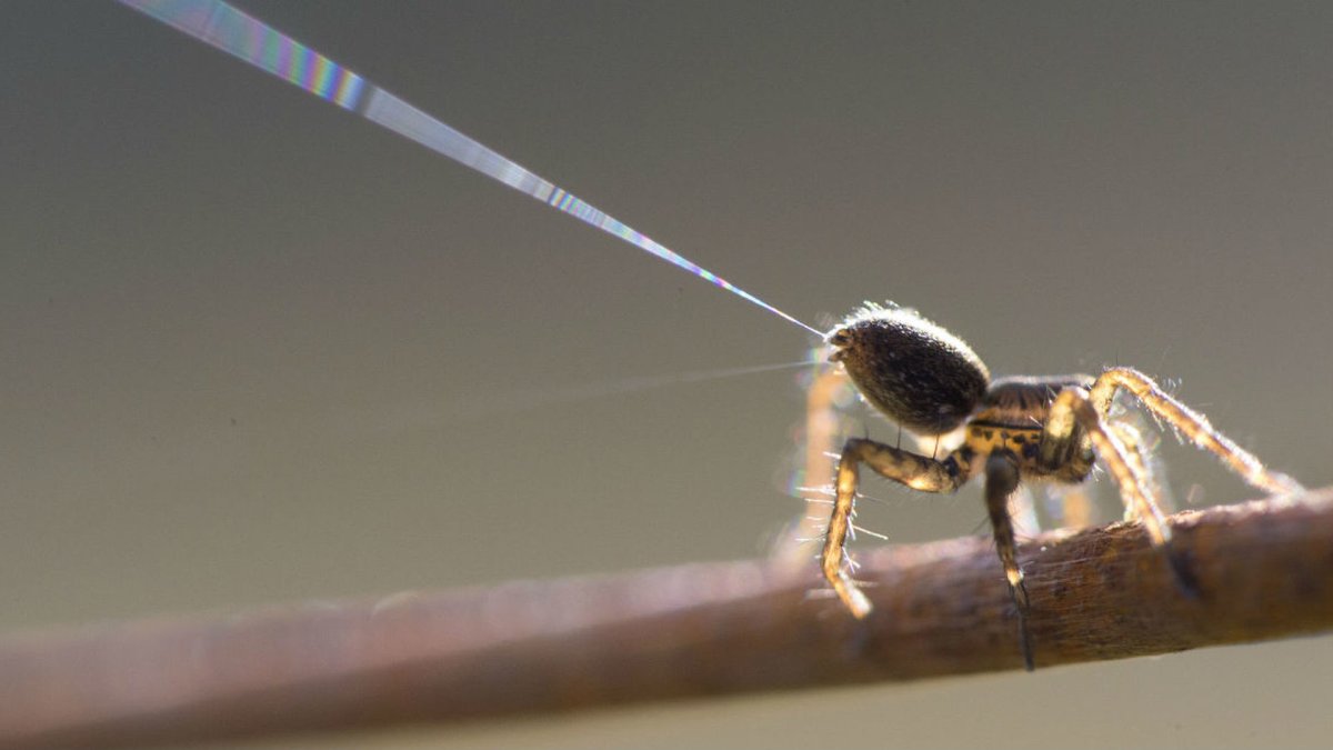 Мадагаскарский паук шелкопряд