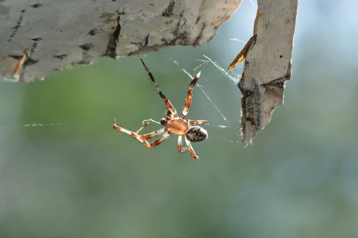 Пауки в Австралии много