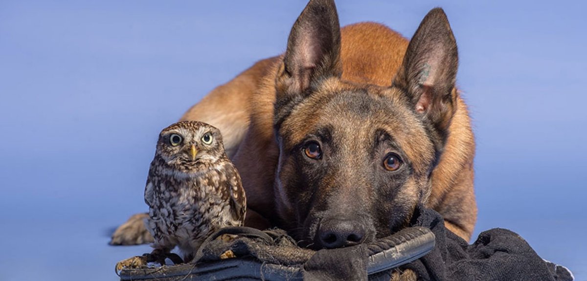 Много щенков