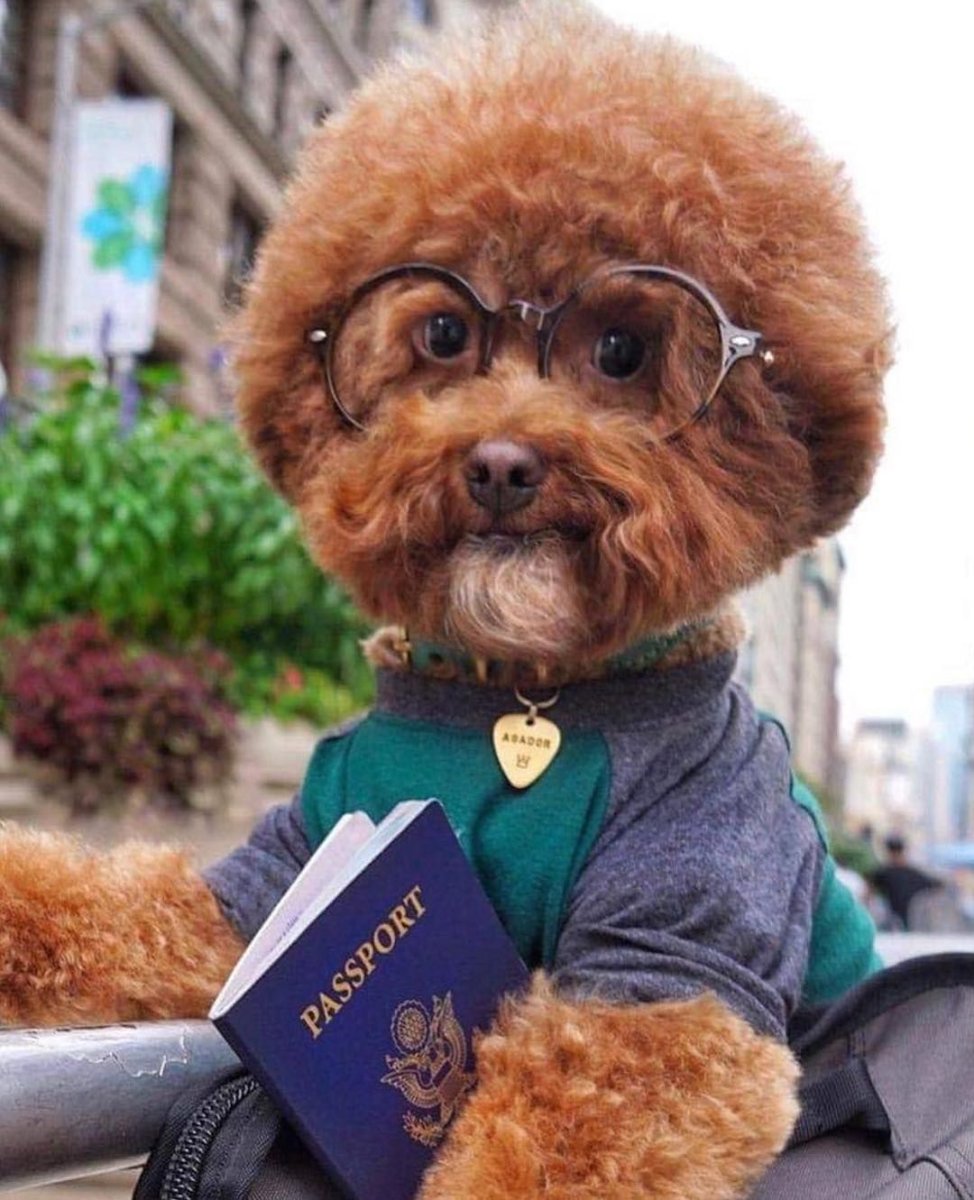 Немецкая овчарка Гюнтер IV