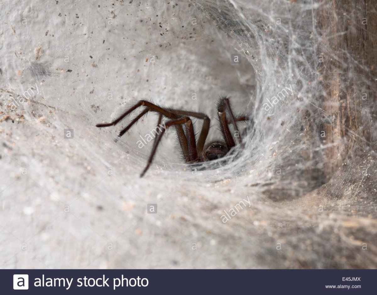 Австралийские пауки летающие