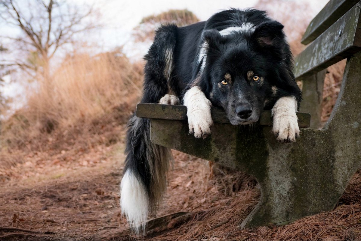 Смешные собаки