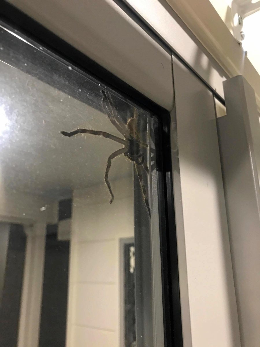 Добро пожаловать в Австралию пауки