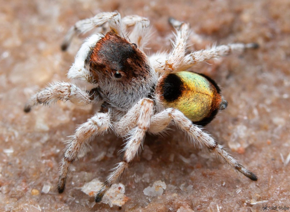 Австралийские пауки