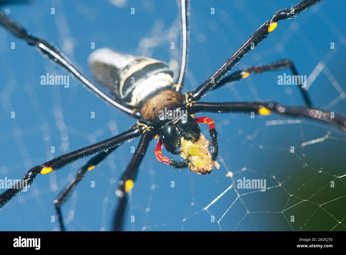 Нефила золотопряд