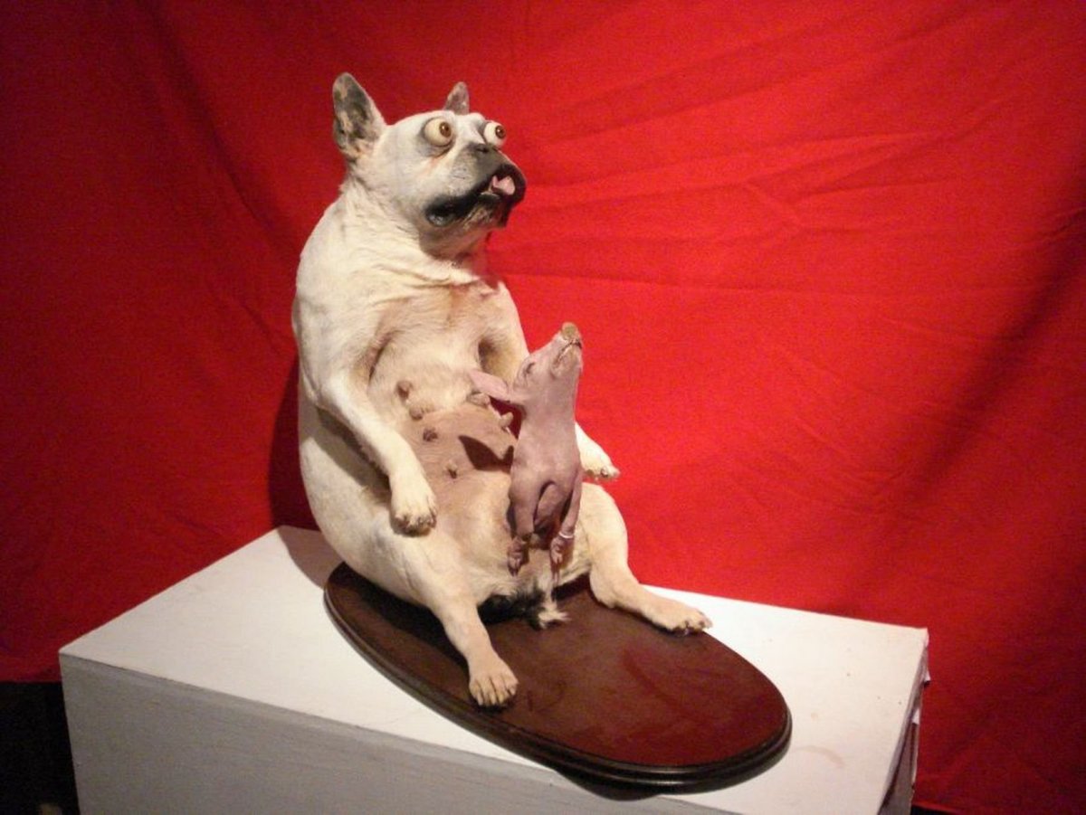 Знаменитые собаки