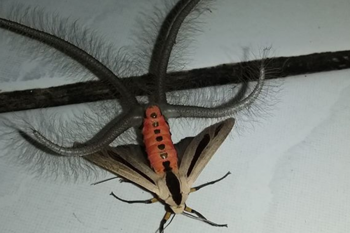 Арагог паук Австралия