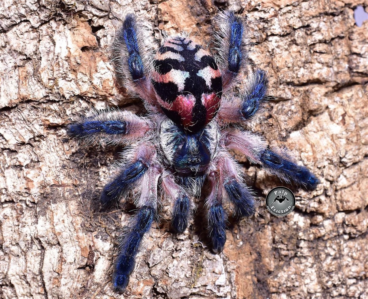 Typhochlaena seladonia паук
