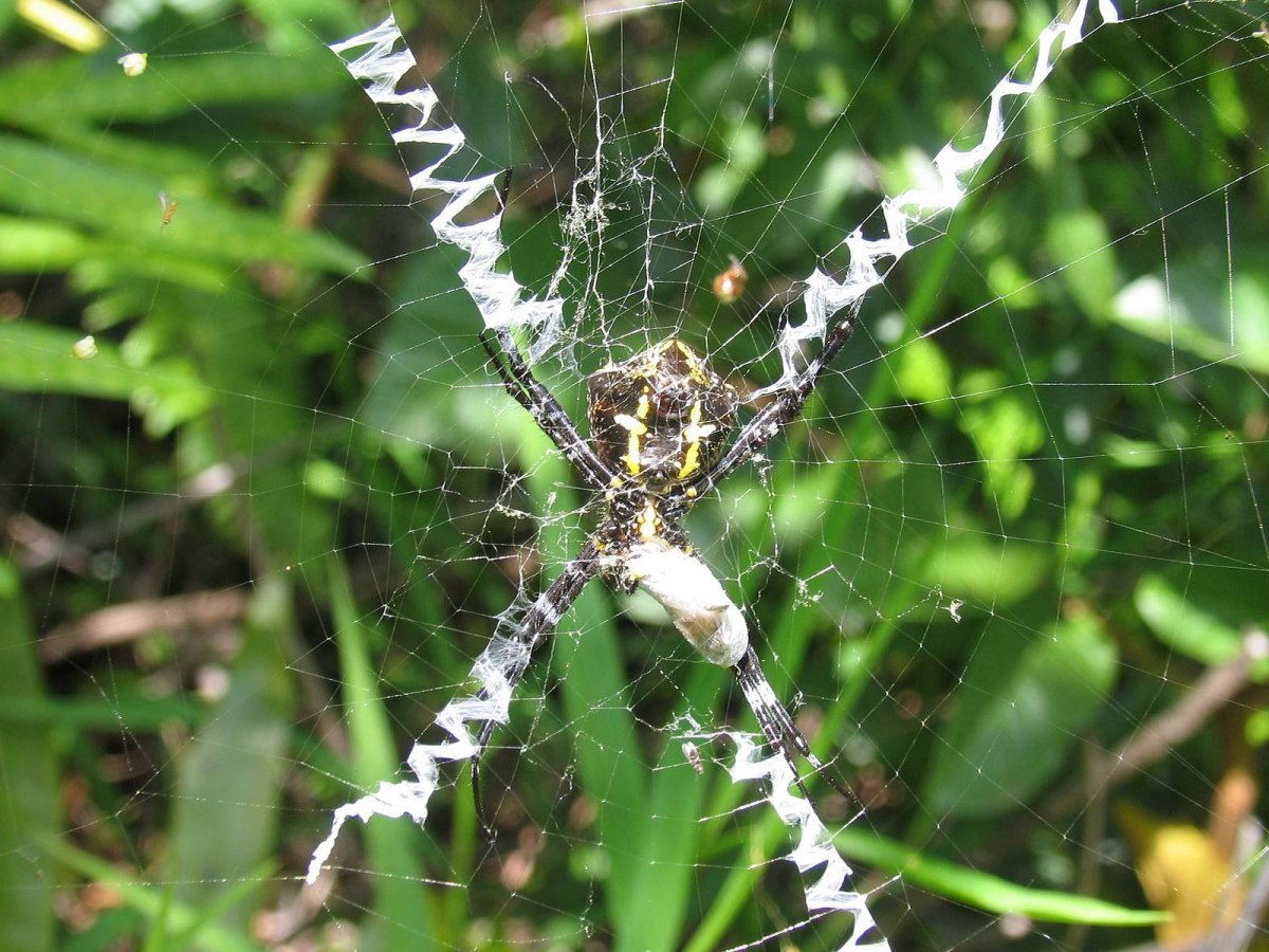 Argiope aetheroides