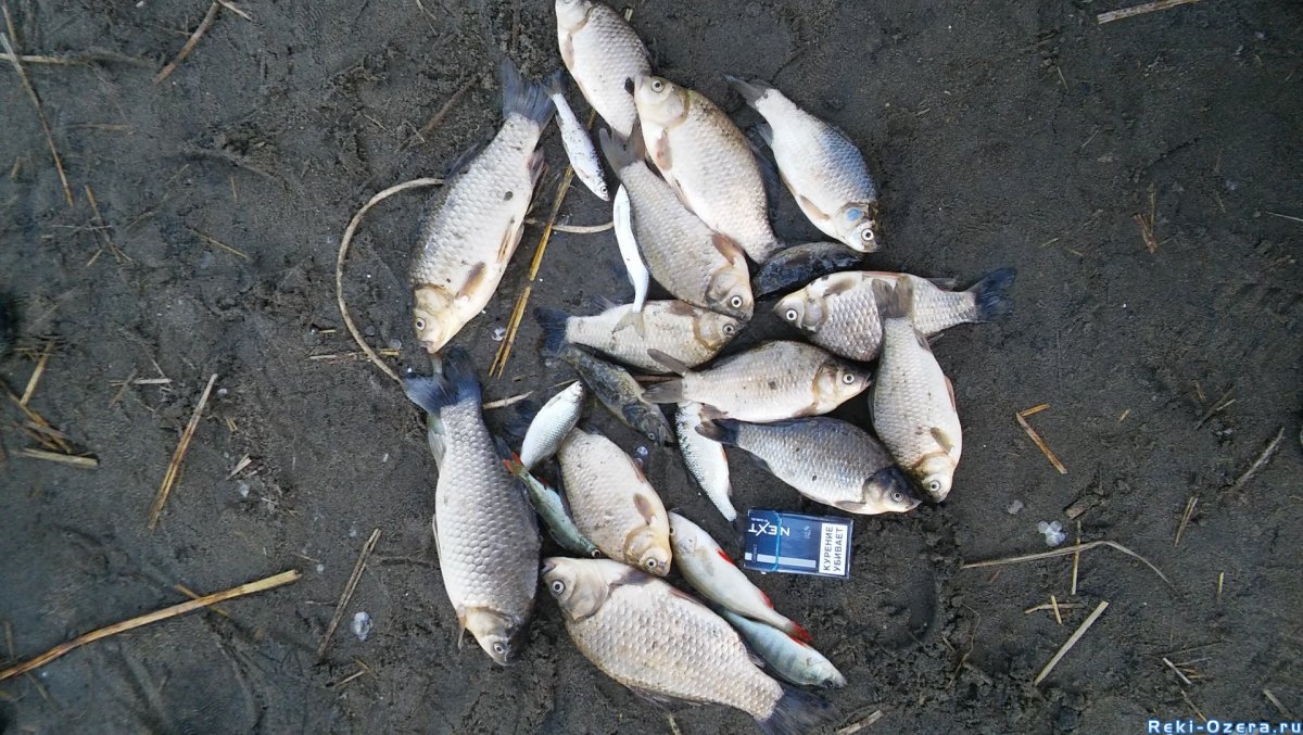 Алабуга рыба