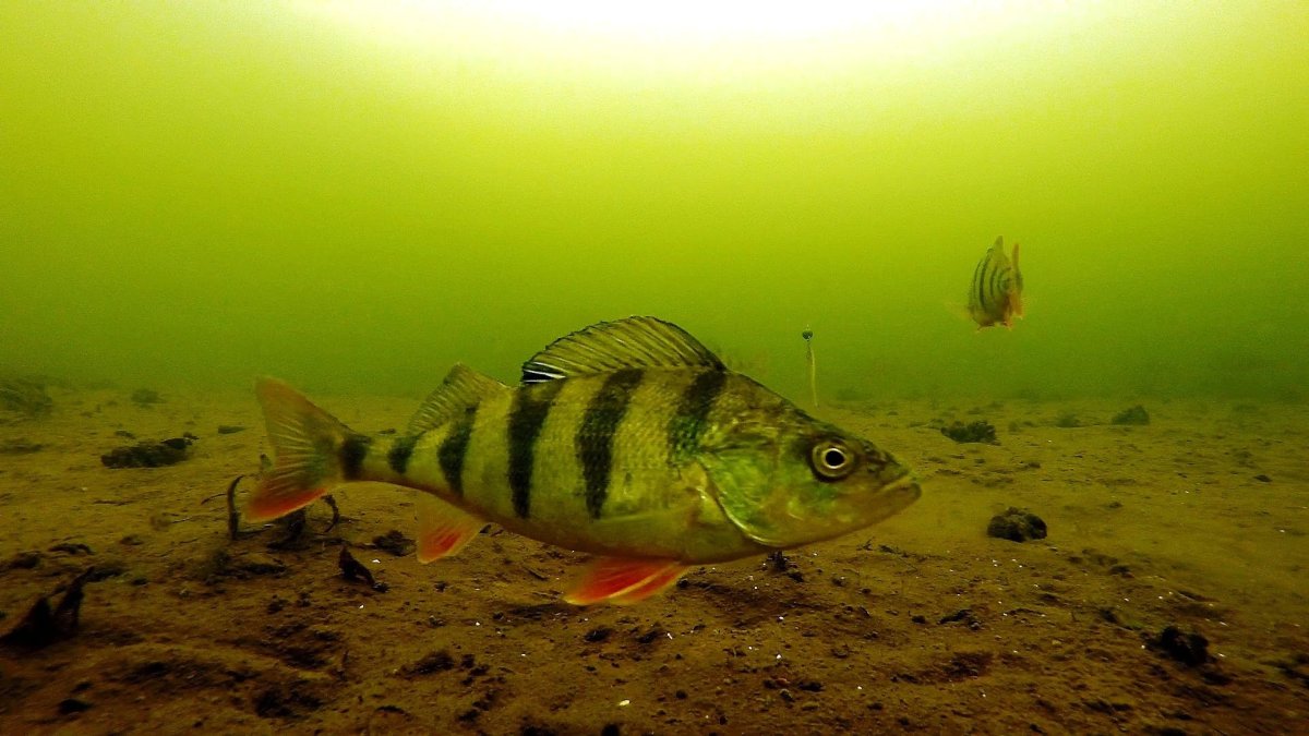 Окунь в озере