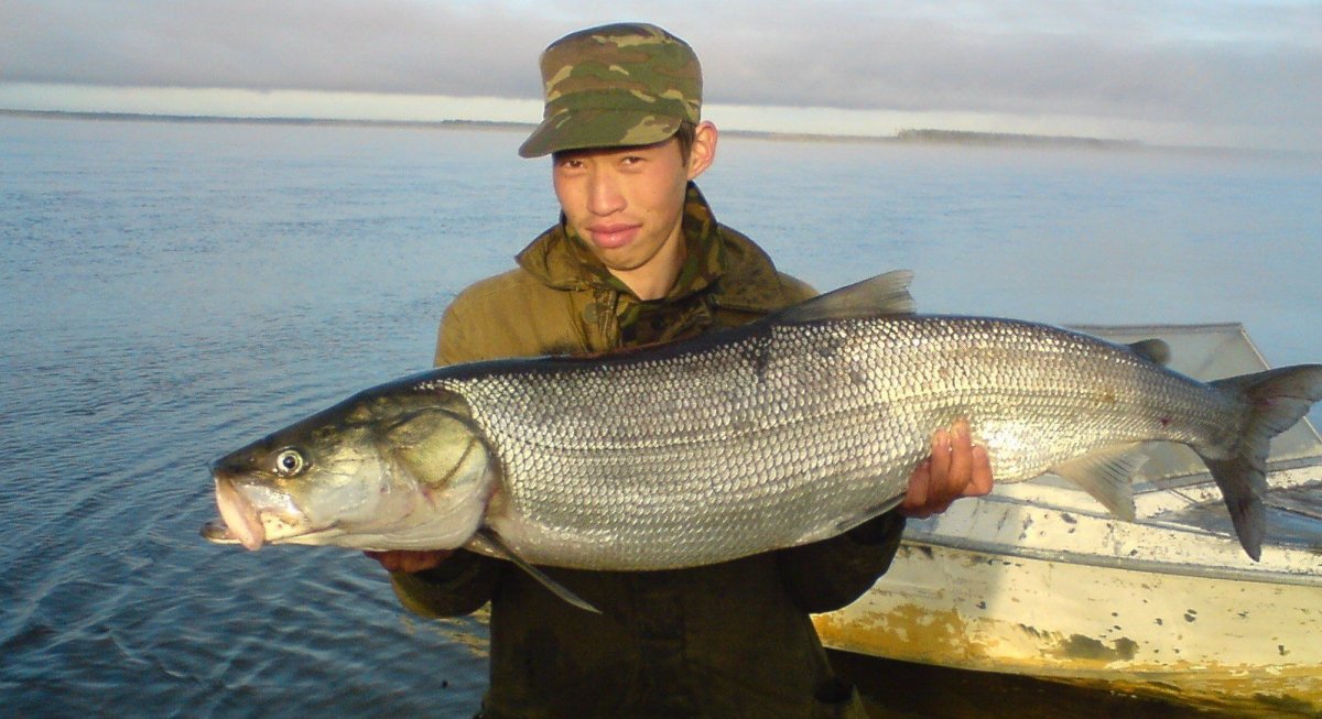 Белорыбица Нельма