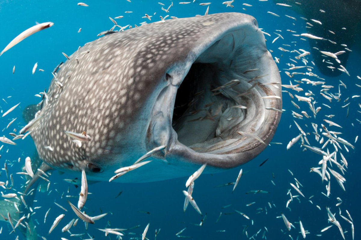 Китовая акула планктон