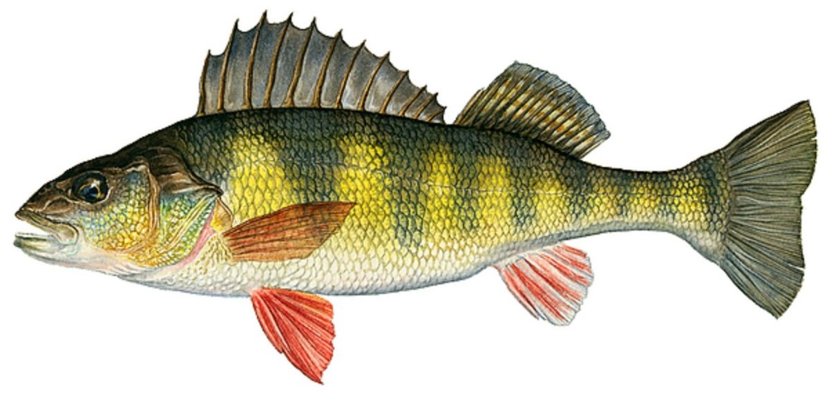Рыба Yellow Perch