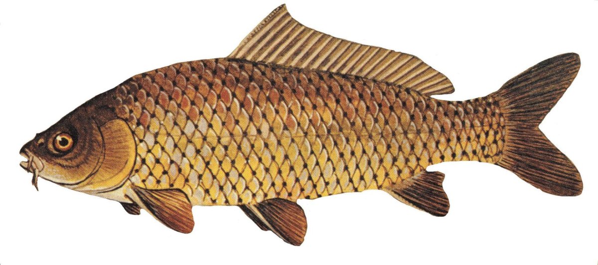 Карп обыкновенный – Cyprinus Carpio