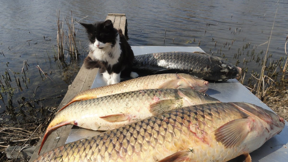 База Золотая рыбка с Воскресеновка