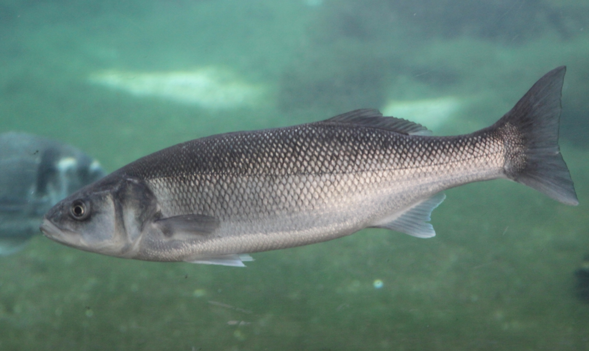 Морской волк рыба лаврак