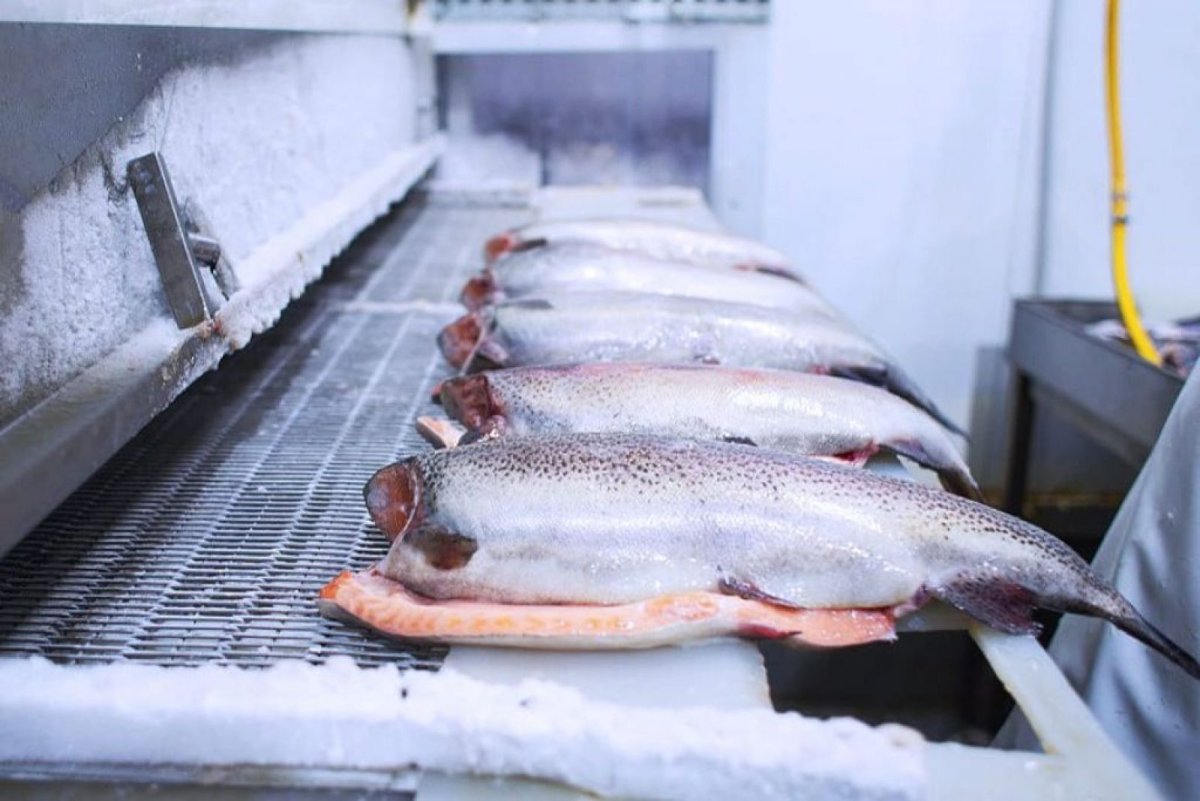 Камера шоковой заморозки для рыбы