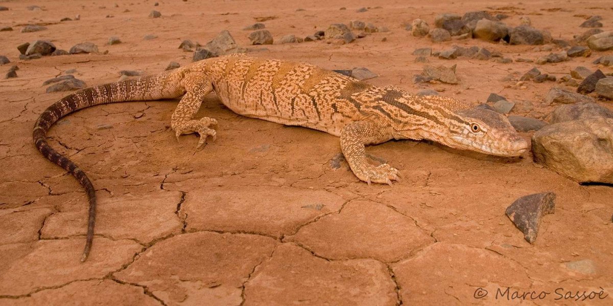 Пустынный Варан