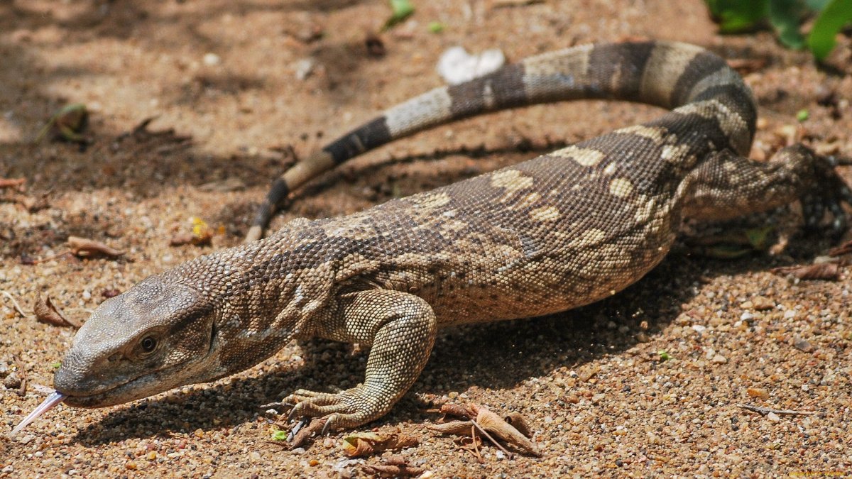 Ящерица серый Варан