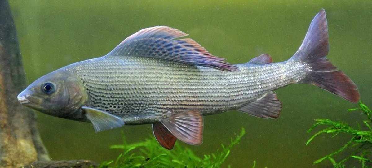 Европейский хариус