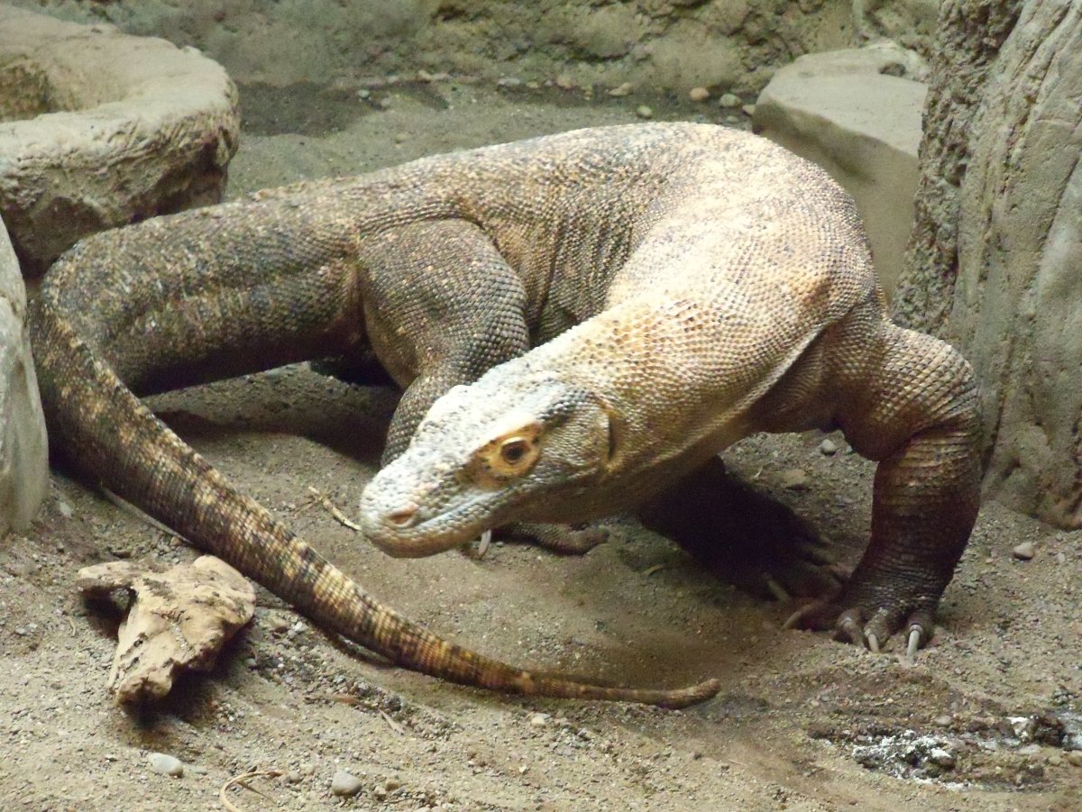 Белый Комодский Варан