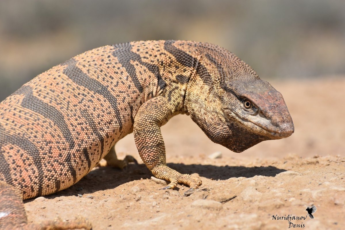 Среднеазиатский серый Варан