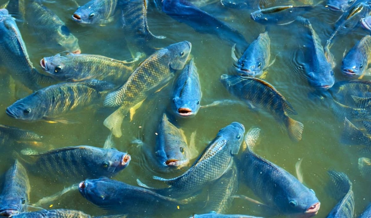 Тилапия Прудовая