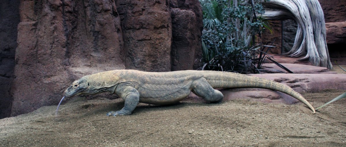 Кадомский Варан в полный рост