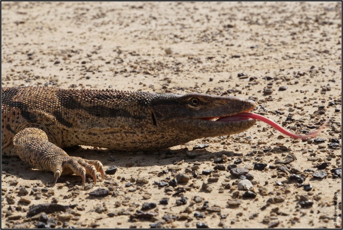 Среднеазиатский серый Варан
