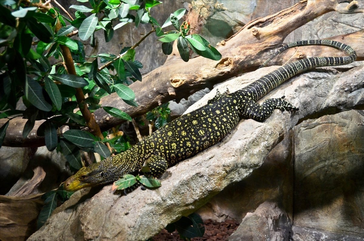 Варан Гульда