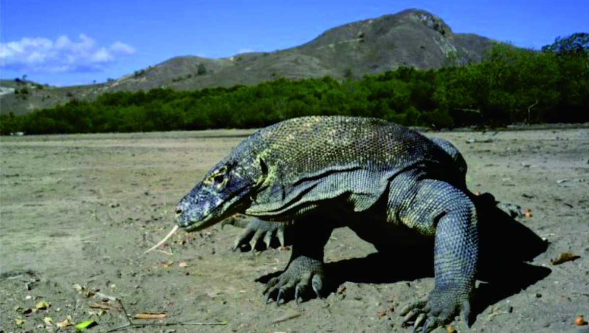 Комодский Варан альбинос