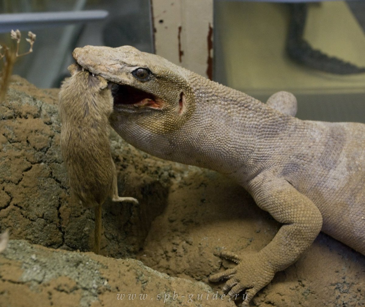 Среднеазиатский серый Варан