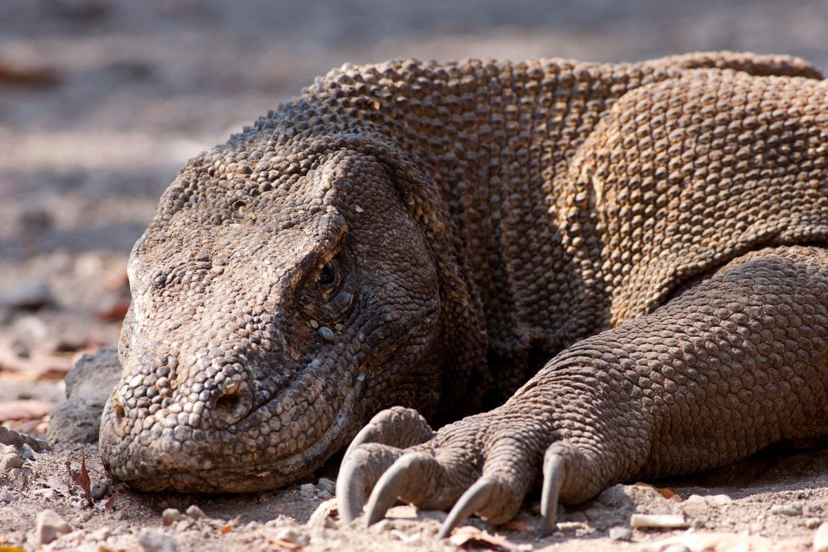 Комодский Варан плавает