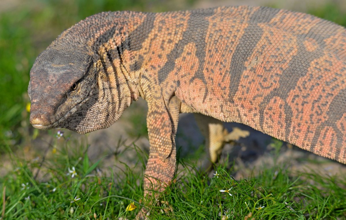 Varanus griseus Daudin.
