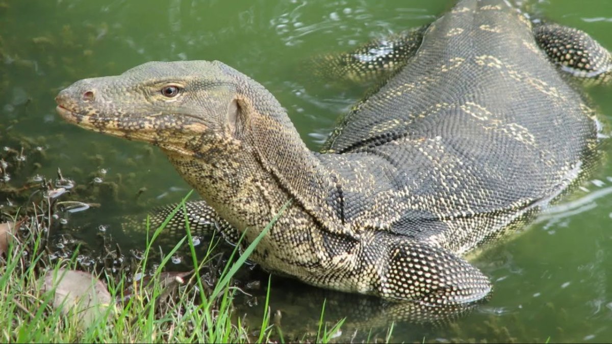 Водяной Варан морда