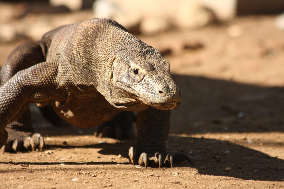 Комодский дракон