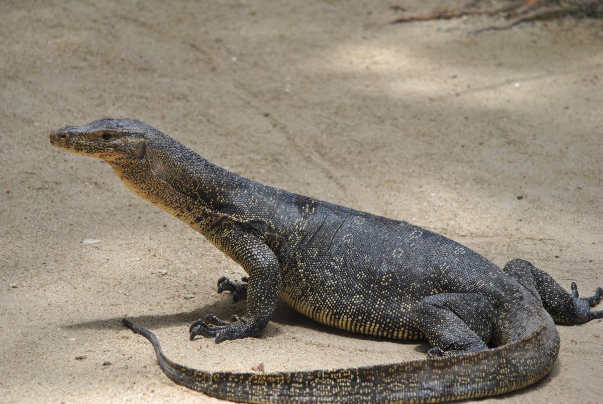 Песчаный Варан
