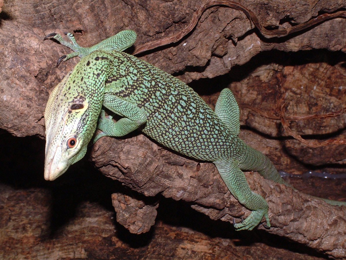 Изумрудный Варан Макрея