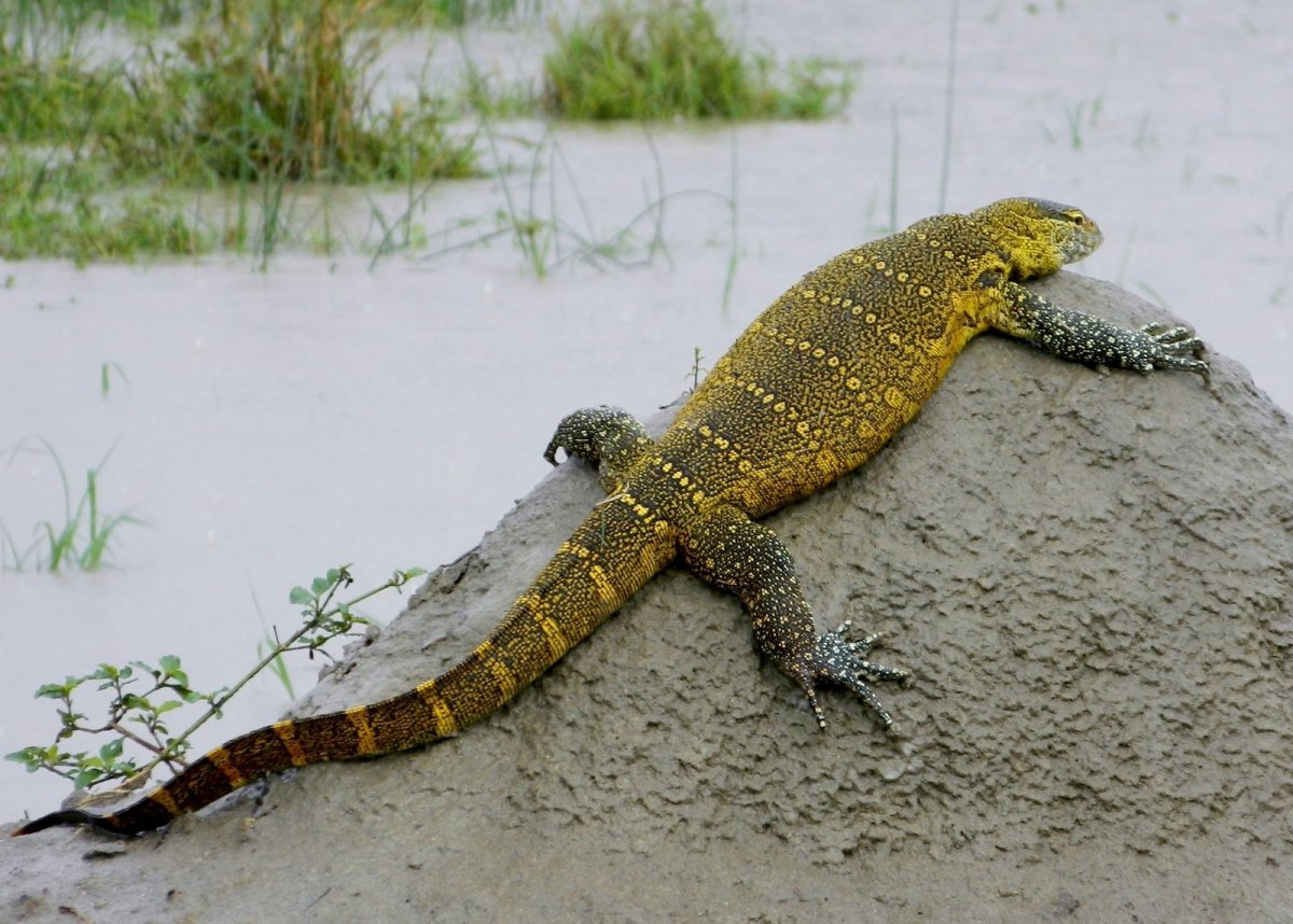 Ящерица Варан Нильский