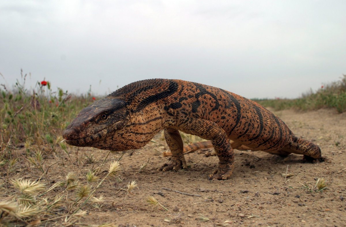 Варан Каракумский